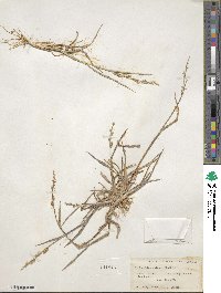 Echinochloa colona image