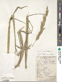 Echinochloa crus-pavonis image