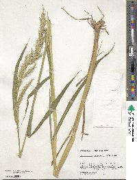 Echinochloa polystachya var. polystachya image