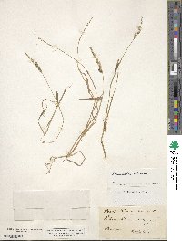 Echinochloa colona image