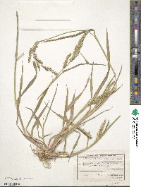 Echinochloa crus-galli image