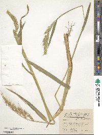 Echinochloa oryzoides image