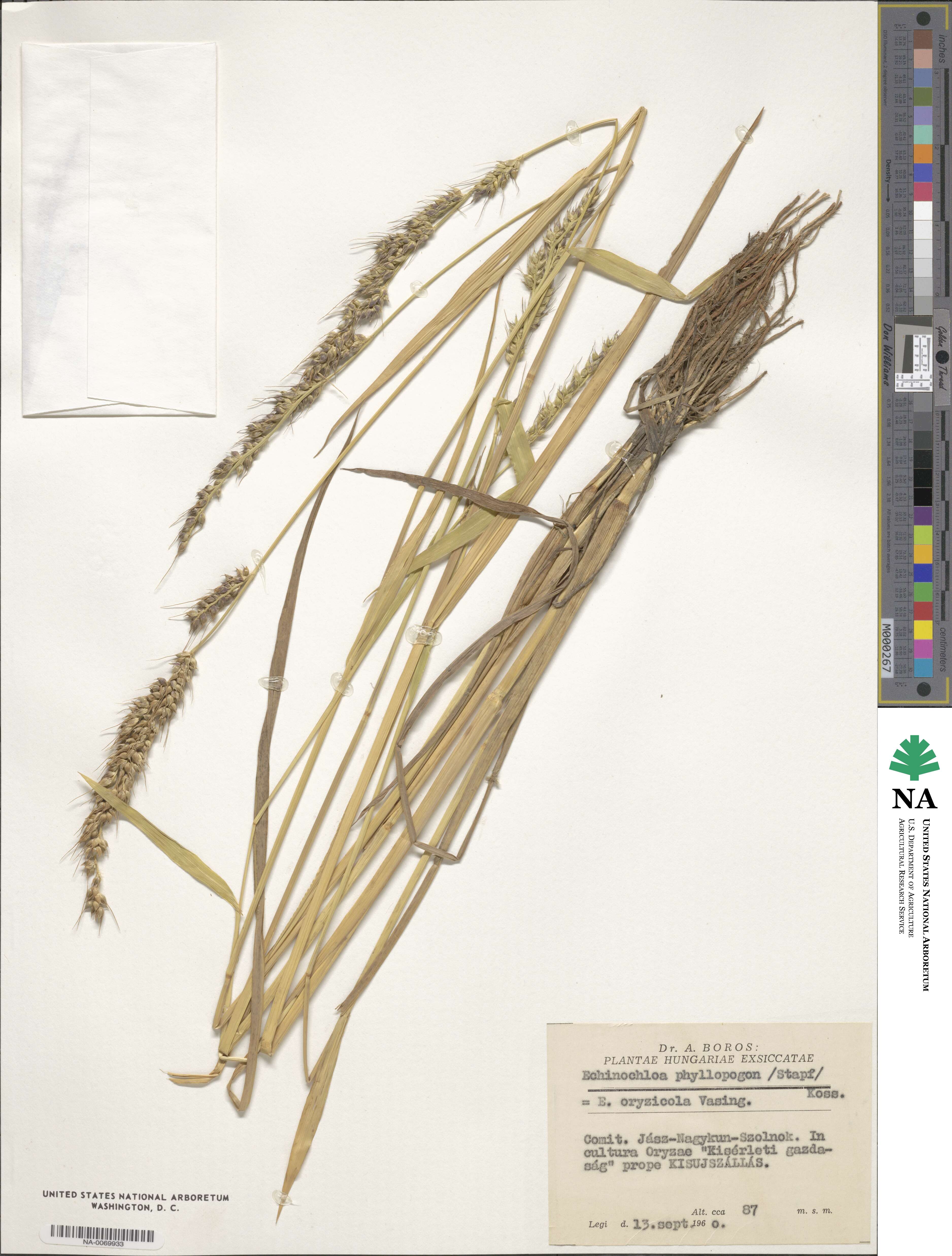 Echinochloa oryzoides image