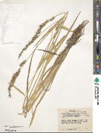 Echinochloa oryzoides image