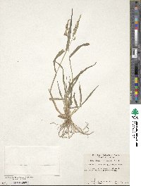 Echinochloa colona image