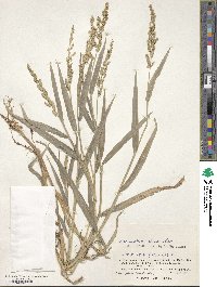 Echinochloa colona image