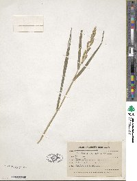 Echinochloa colona image