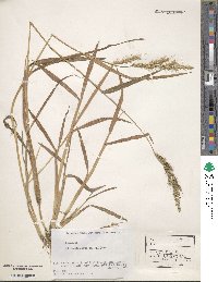 Echinochloa crus-galli image