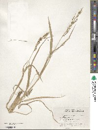 Echinochloa crus-galli image