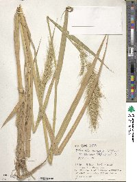 Echinochloa crus-galli image