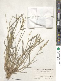 Echinochloa crus-galli image