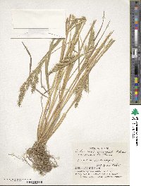 Echinochloa crus-galli image