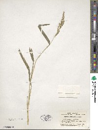 Echinochloa crus-galli image