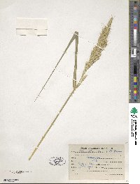 Echinochloa crus-galli image