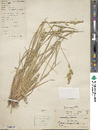 Echinochloa crus-galli image