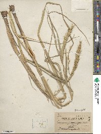 Echinochloa crus-galli image