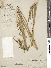 Echinochloa crus-galli image