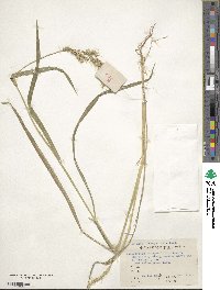 Echinochloa crus-galli image