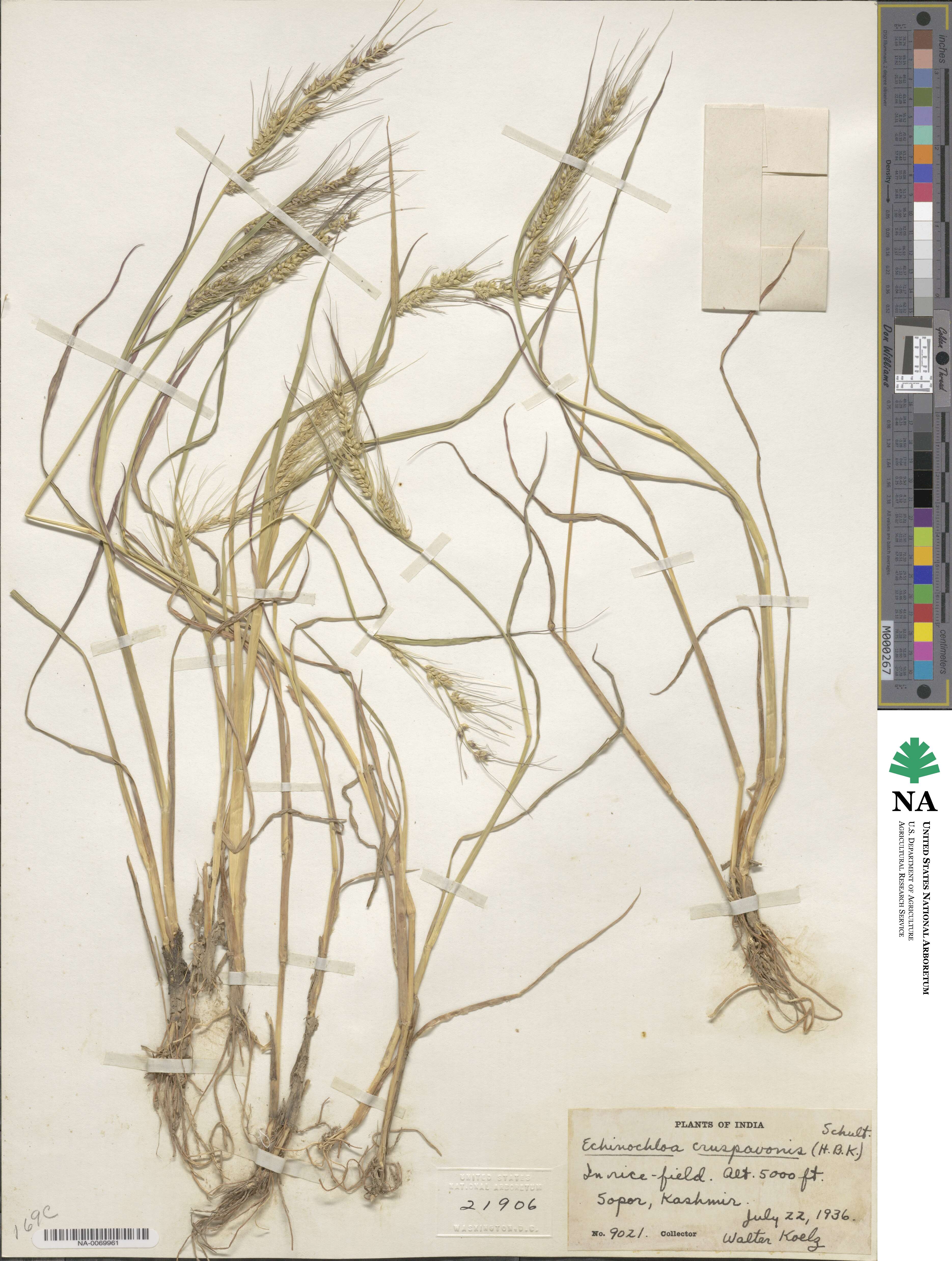 Echinochloa crus-pavonis image