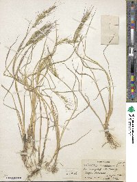 Echinochloa crus-pavonis image