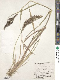 Echinochloa crus-galli image