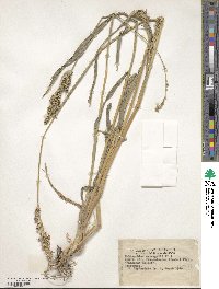 Echinochloa frumentacea image