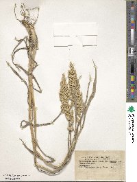 Echinochloa frumentacea image