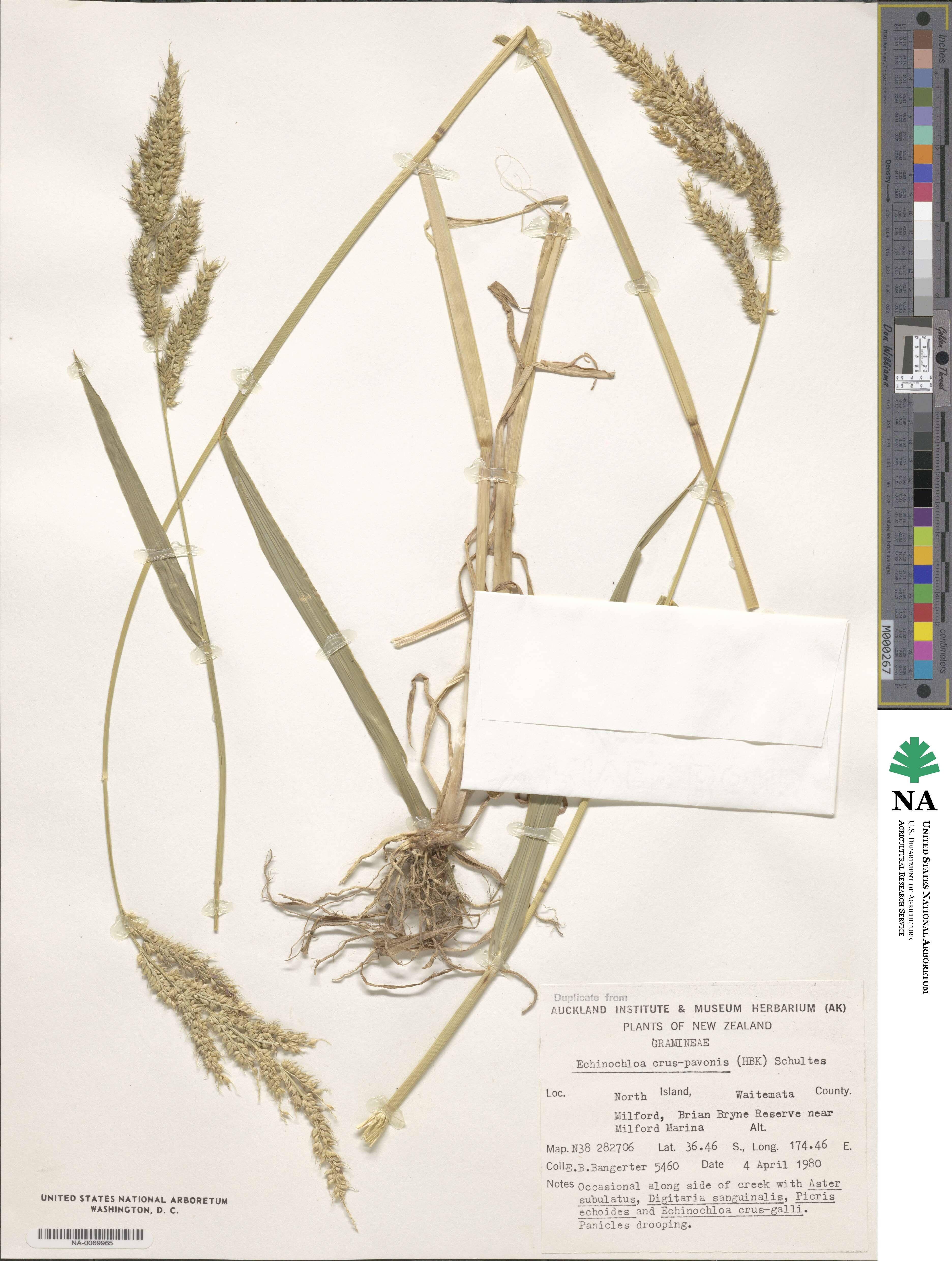 Echinochloa crus-pavonis image