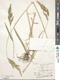 Echinochloa crus-pavonis image