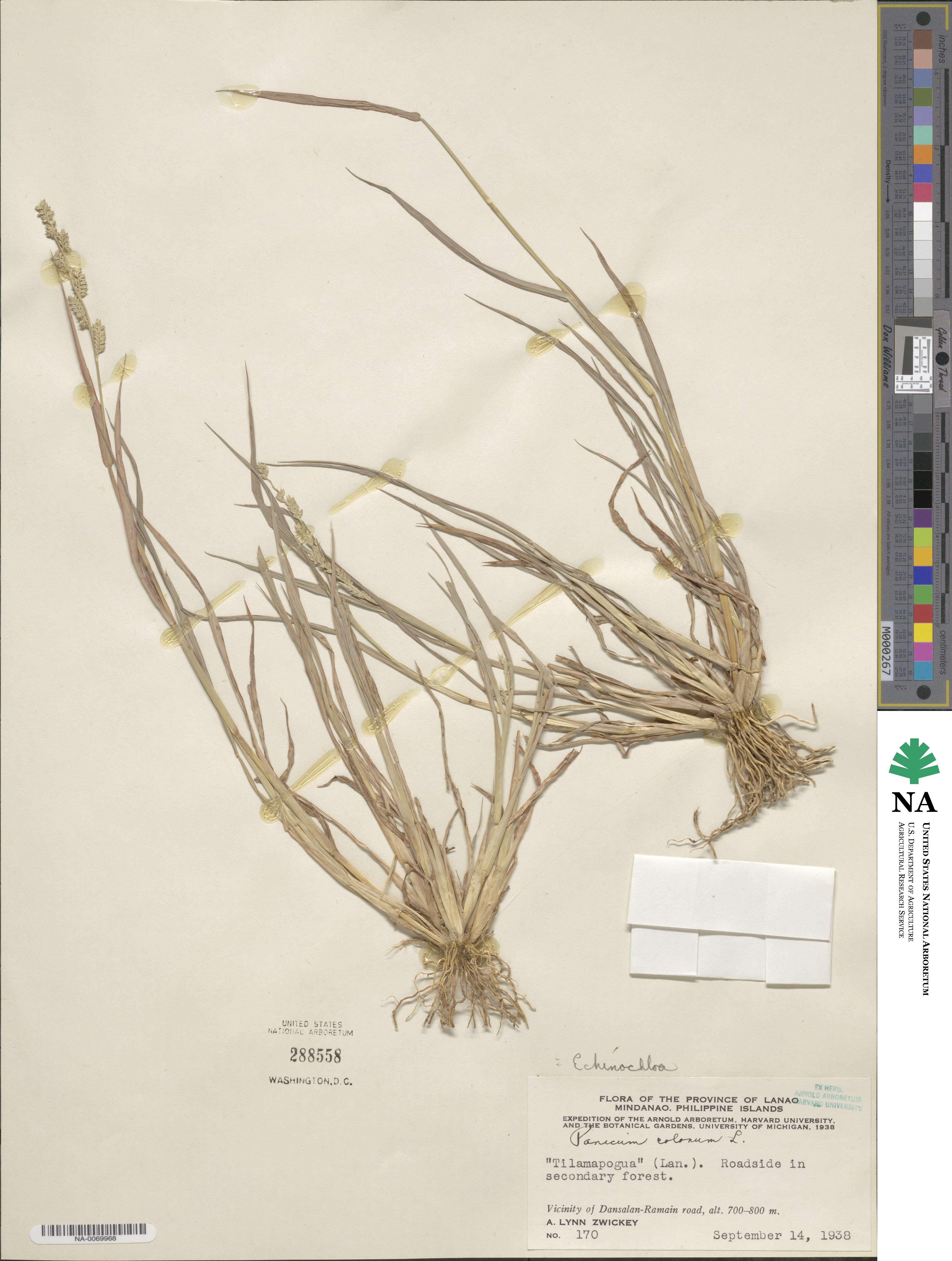 Echinochloa colona image