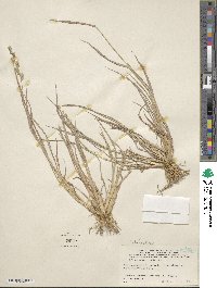 Echinochloa colona image