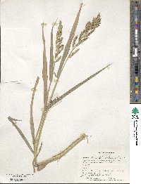 Echinochloa colona image