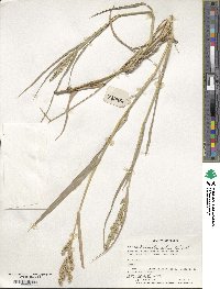 Echinochloa colona image