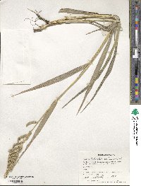 Echinochloa colona image