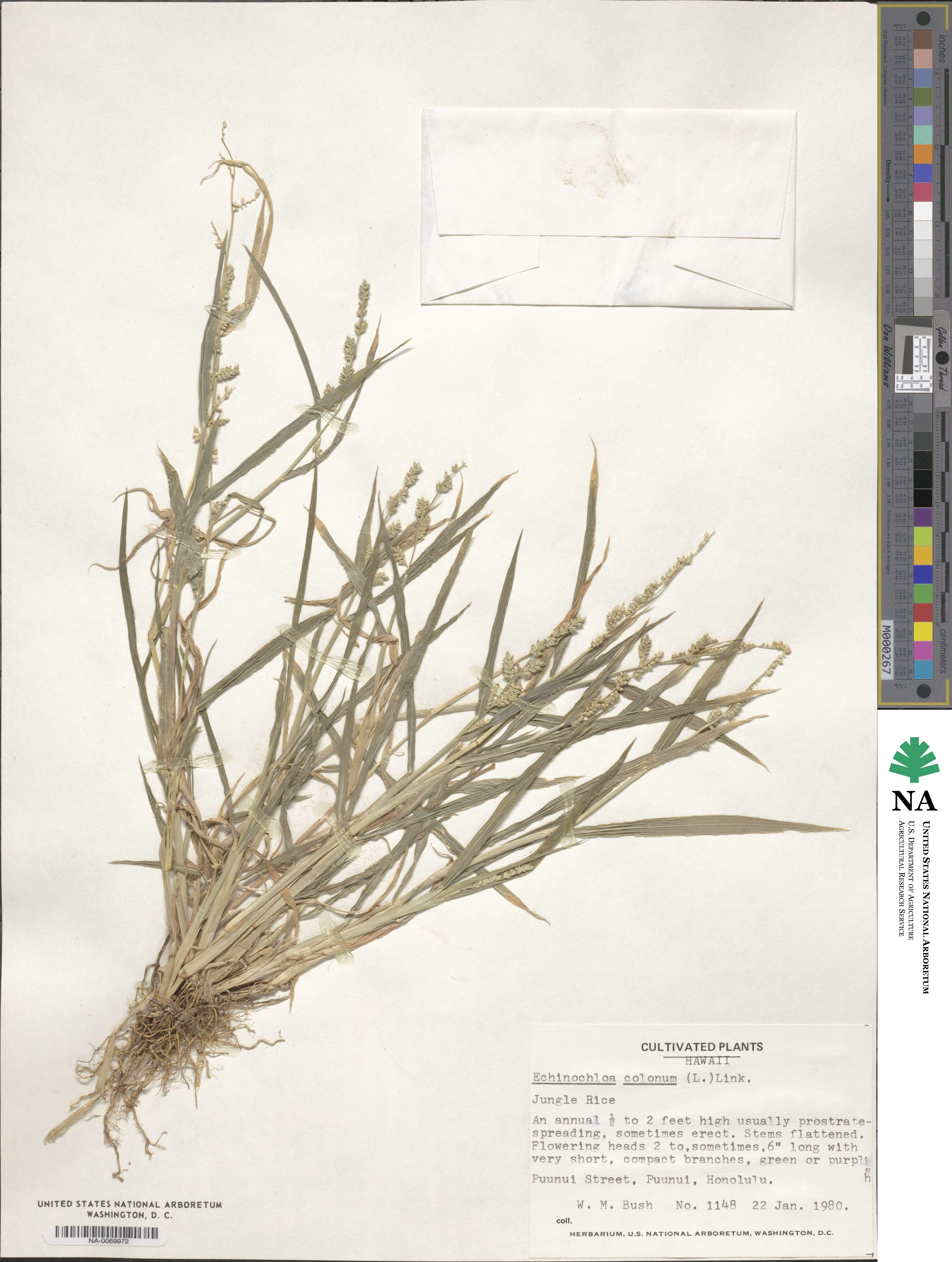 Echinochloa colona image