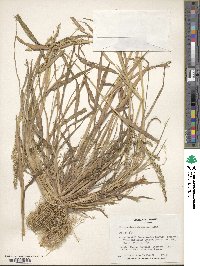 Echinochloa colona image