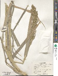 Echinochloa crus-galli image