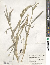 Echinochloa crus-galli image