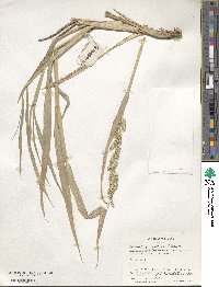 Echinochloa crus-galli image