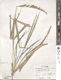 Echinochloa crus-galli image