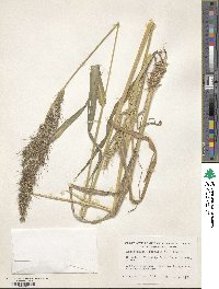 Echinochloa crus-galli image