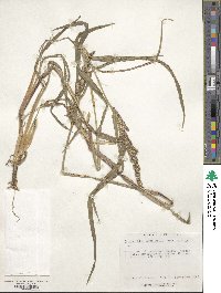 Echinochloa crus-galli image