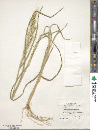 Echinochloa crus-galli image