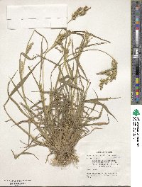 Echinochloa crus-galli image