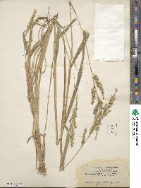 Echinochloa crus-galli image