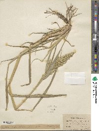 Echinochloa crus-galli image