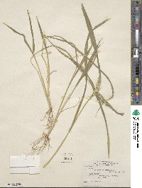 Echinochloa crus-galli image