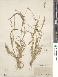 Echinochloa crus-galli image