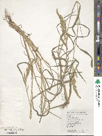 Echinochloa crus-galli subsp. crus-galli image