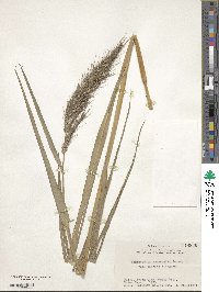 Echinochloa crus-galli subsp. crus-galli image